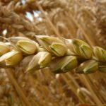 Wheat_field_spike-g91e2482b3_1280